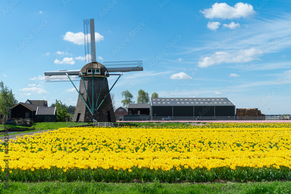 Netherlands rural village scenic view - windmills at famous tourist site Kinderdijk in Holland. Kinderdijk , Netherlands
