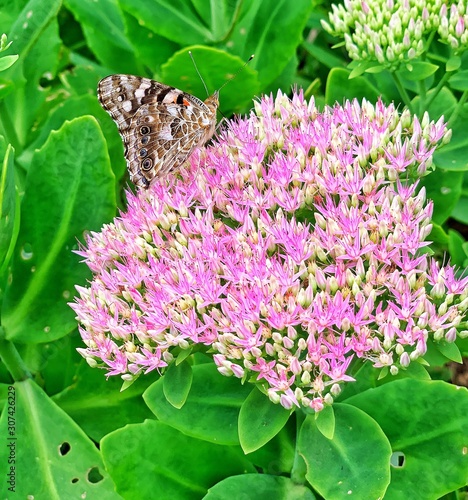 butterfly with flowers