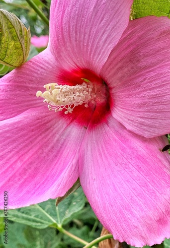 pink flower closeup 01