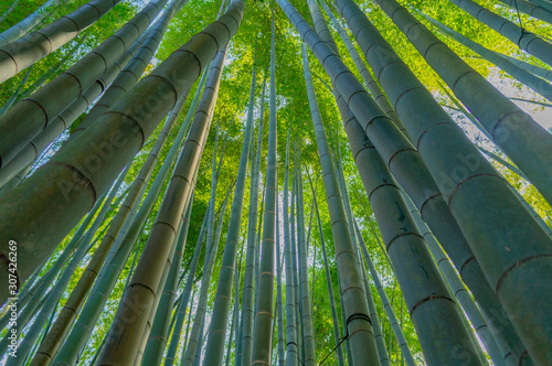 鎌倉の報国寺の竹林