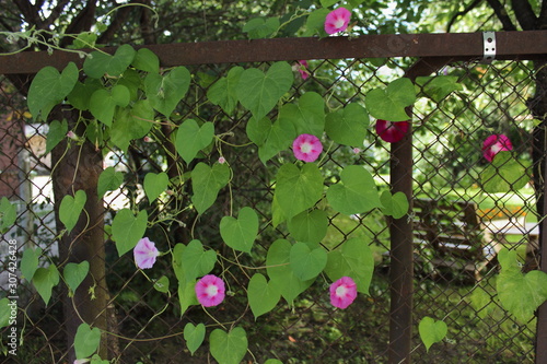 background with flowers