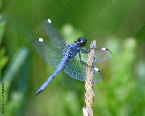 Blue Dragonfly with White Polka Dots