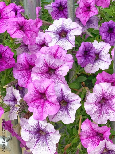 Purple and white flowers