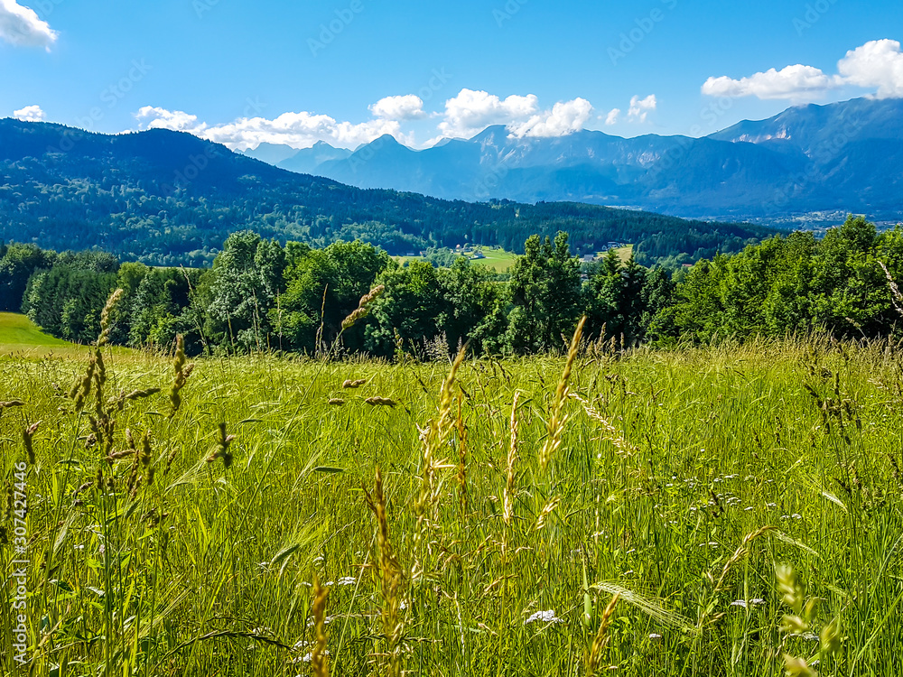 A panoramic view on an alpine landscape of Austria. Lush green meadow spreads on a vast surface. There are high Alps in the back. Few trees on the side, forming a small forest. Idyllic landscape.