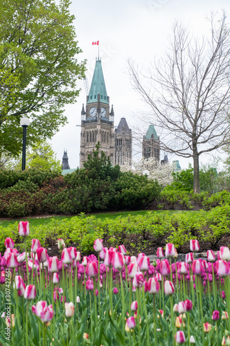 Tulip festival in Ottawa in the spring © sianc