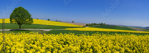 Fototapeta Naklejka Na Ścianę i Meble -  Ländliche Landschaft mit blühenden Rapsfeldern und einem einzelnen Baum an einem Hügel im Frühling - Panorama