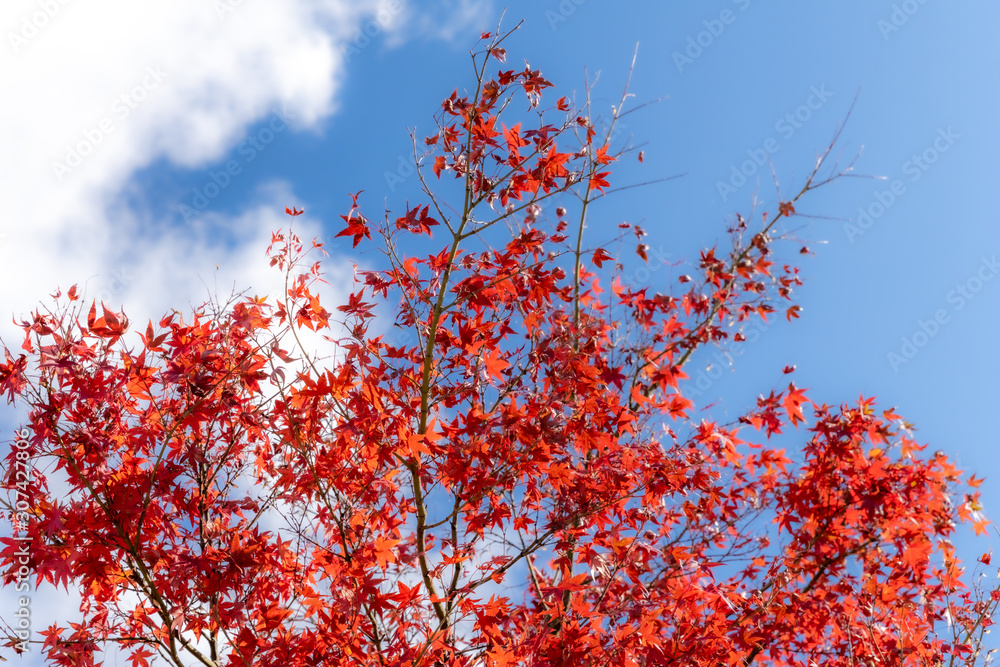 Red maple leaves fluttering in the wind with blue sky Red maple leaves fluttering in the wind with blue sky