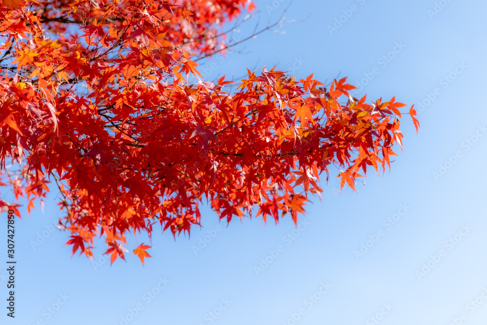Red maple leaves fluttering in the wind with blue sky Red maple leaves fluttering in the wind with blue sky