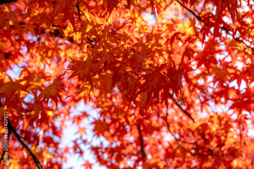 Red maple leaves fluttering in the wind