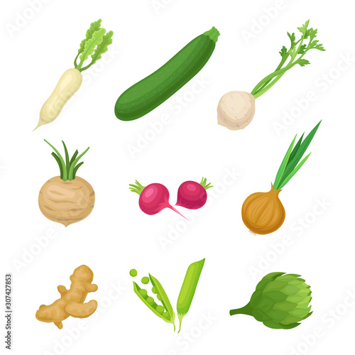 Fresh Vegetables For Healthy Meal Recipes Vector Illustration Set Isolated On White Background