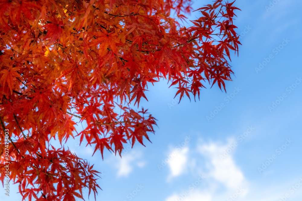 Red maple leaves fluttering in the wind with blue sky Red maple leaves fluttering in the wind with blue sky