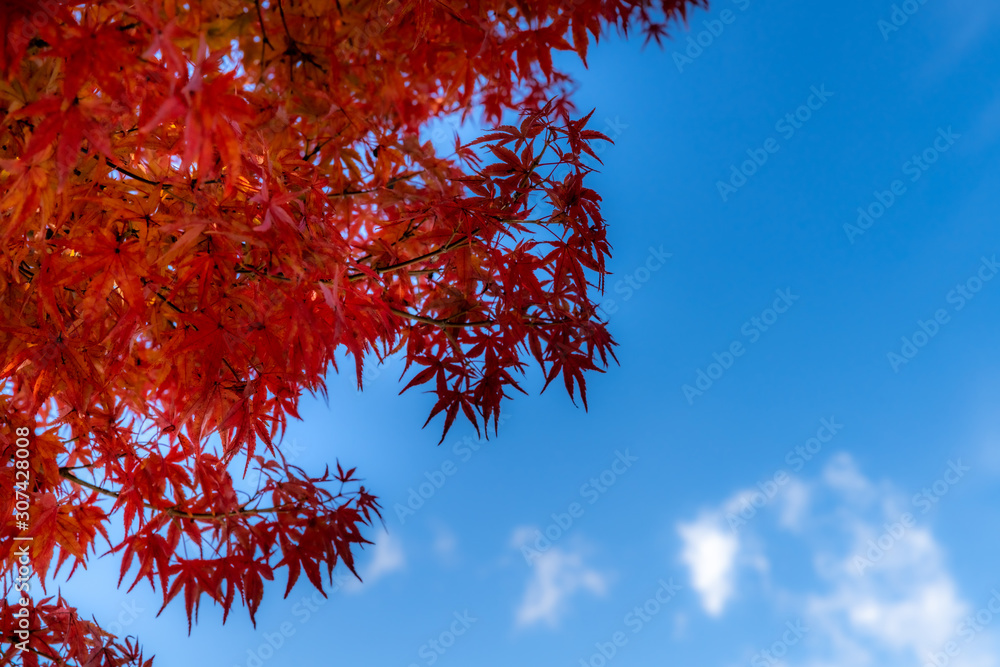 Red maple leaves fluttering in the wind with blue sky Red maple leaves fluttering in the wind with blue sky