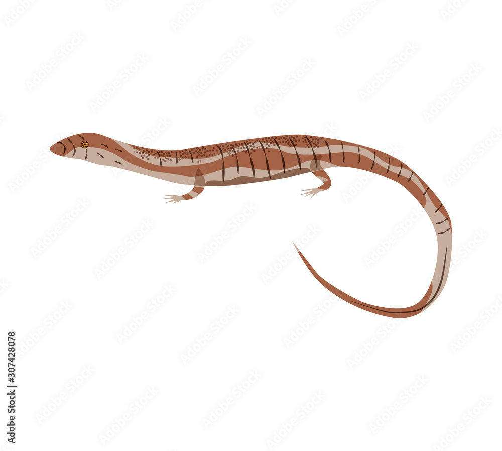 Fototapeta premium Australian animals. Vector illustration in flat style.The main symbols of the country.