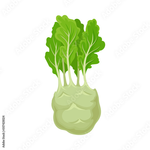Great Green Vegetables For Weight Loss Kohlrabi, Turnip Cabbage For Health Vector Illustration Isolated On White Background