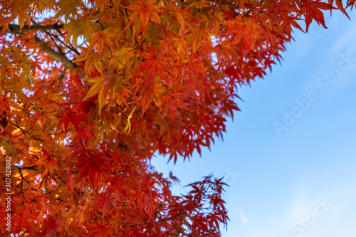 Red maple leaves fluttering in the wind with blue sky