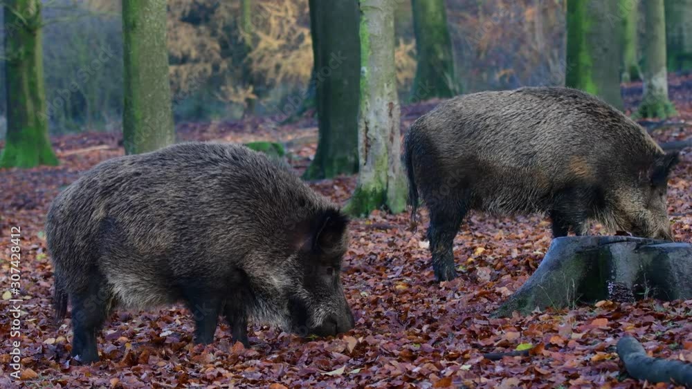 Two wild boar females search feed in the forest, autumn, (sus scrofa), germany