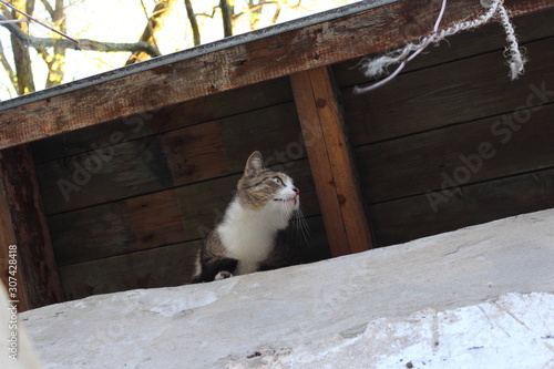 cat on roof