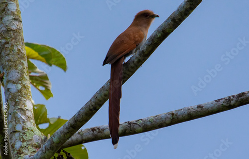 Cuckoo perched photo