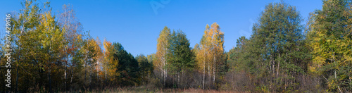 autumn meadow in the forest