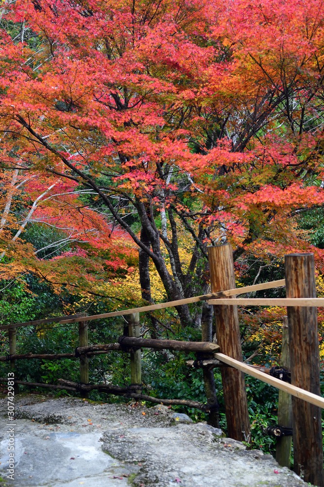Walkway to daihikaku Senkoji temple with maple trees in Arashiyama, Japan Walkway to daihikaku Senkoji temple with maple trees in Arashiyama, Japan
