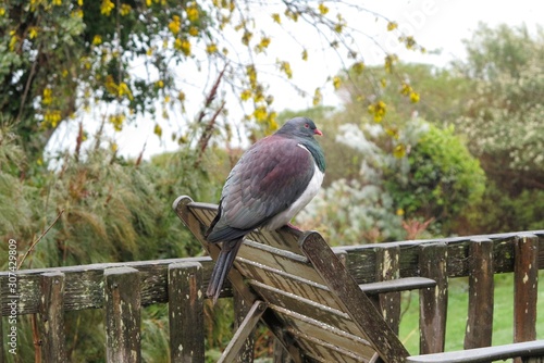 New Zealand Pigeon