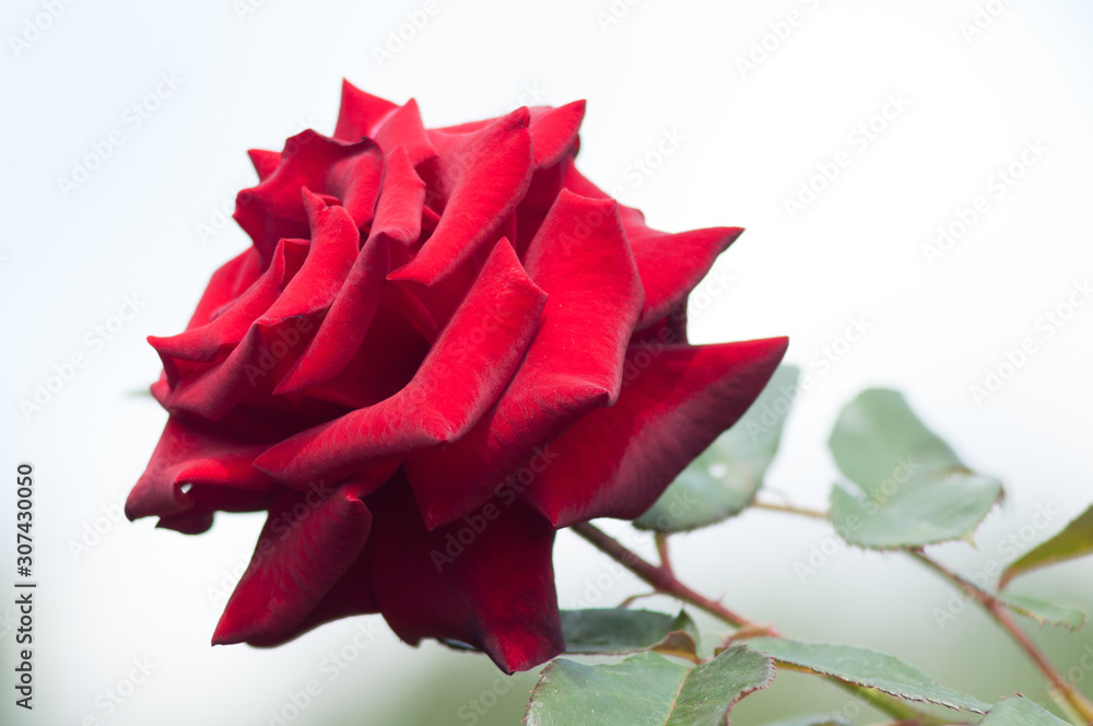 Rose, rosehip - the genus and cultural form of plants of the pink family, bushes up to 2 meters tall. Wild plants grow mainly in temperate climates. In total, there are about 300-400 species. Rose, rosehip - the genus and cultural form of plants of the pink family, bushes up to 2 meters tall. Wild plants grow mainly in temperate climates. In total, there are about 300-400 species.