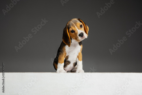 Beagle tricolor puppy is posing. Cute white-braun-black doggy or pet is playing on grey background. Looks attented and playful. Studio photoshot. Concept of motion, movement, action. Negative space.