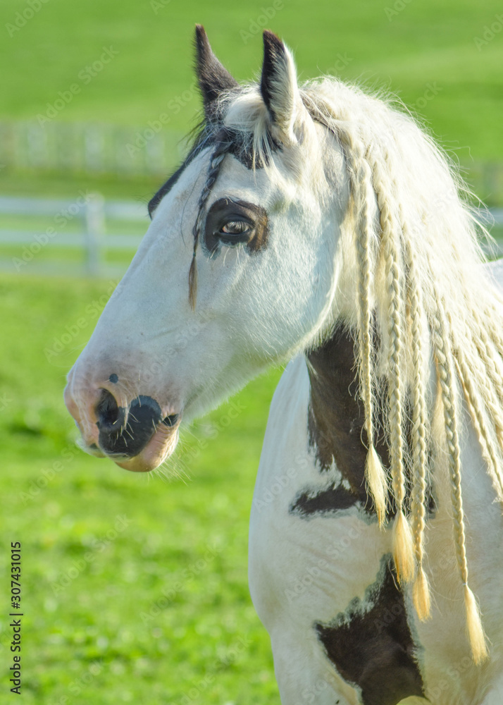 Portrait of a Gypsy Vanner