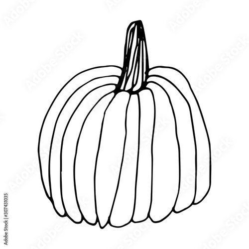 Pumpkin in doodle style on isolated white background. Thanksgiving Day, Halloween pumpkin icon. Vector autumn illustration. Decoration element. Vegetarian product. Black outline hand drawn.