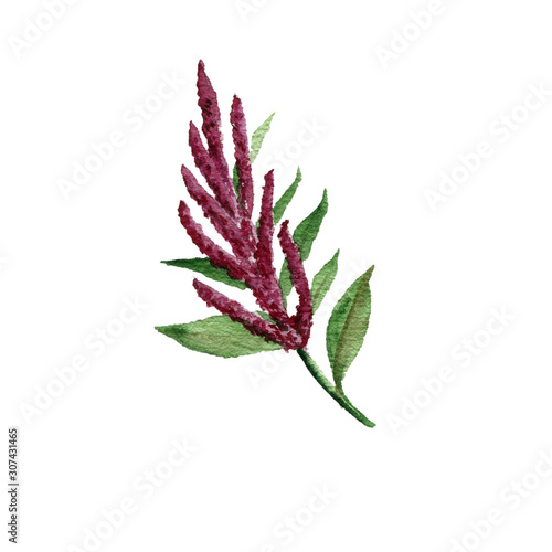 Canvas Print watercolor drawing amaranth plant