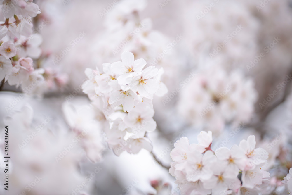 桜