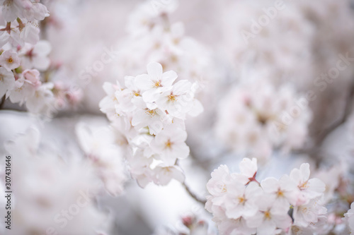 桜 © 崇文 山西