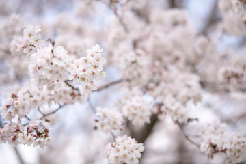 Papier peint photo  桜  © 崇文 山西