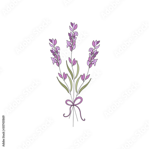 Bunch of lavender flowers vector