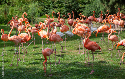 Flock of pink Flamingos at Cologne Zoo with shallow focus in the sunshine in Germany