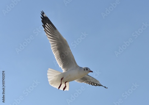 seagull flying on the blue sky background closeup. Joyfully and beautifully.