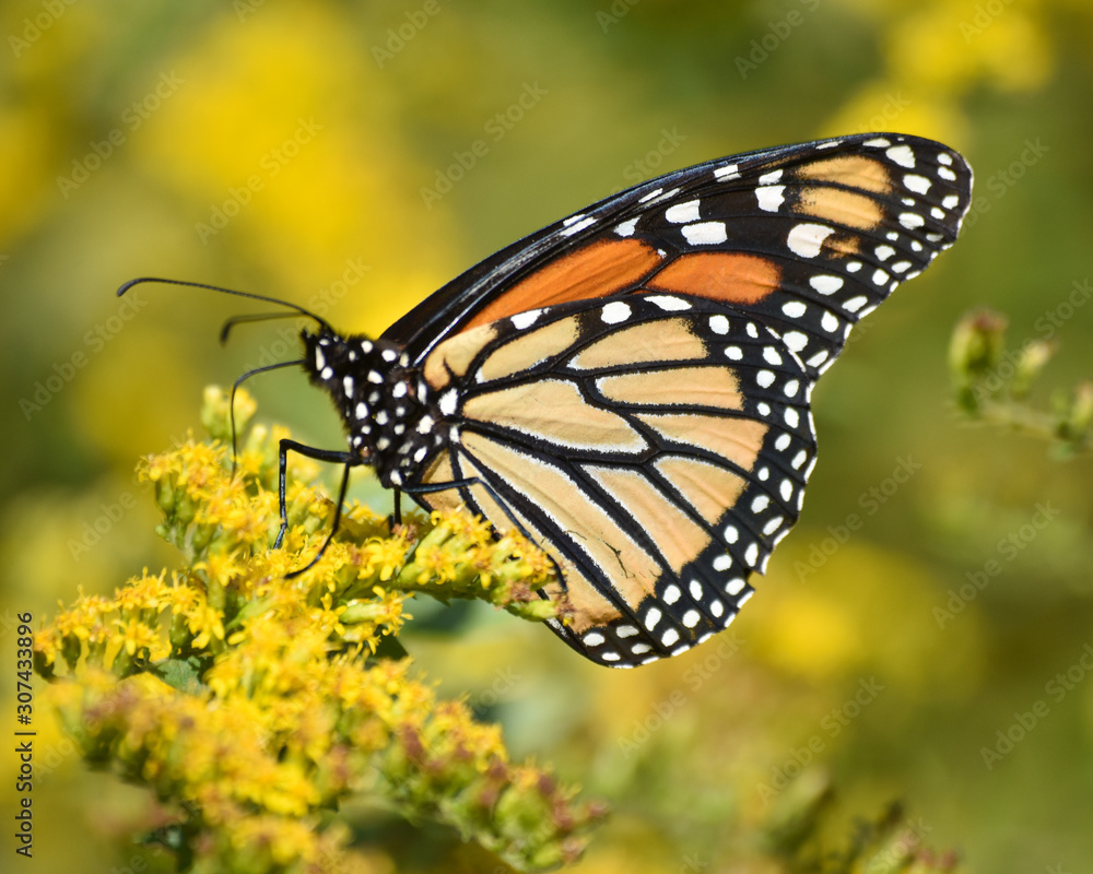 Fototapeta premium Monarch on Goldenrod Bush