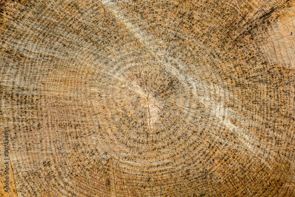 Naklejka premium Wood rings