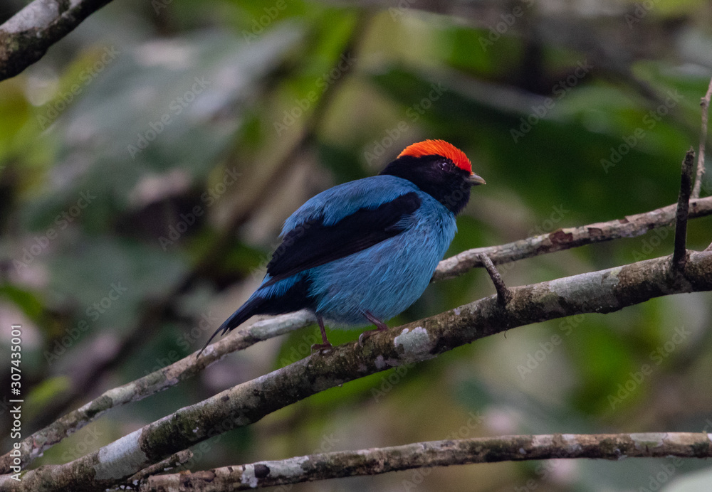 Naklejka premium Blue bird