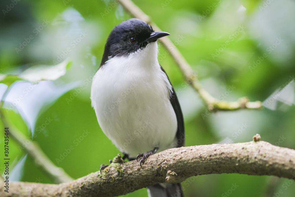 Obraz premium Birds perching on the branches, the background is blurred at angka nature trail in doi inthanon national park chaingmai thailand.