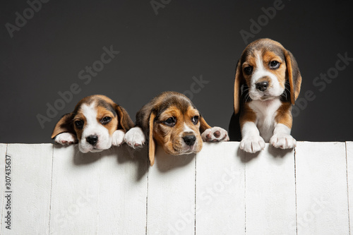 Beagle tricolor puppies are posing. Cute white-braun-black doggies or pets playing on grey background. Look attented and playful. Studio photoshot. Concept of motion, movement, action. Negative space.