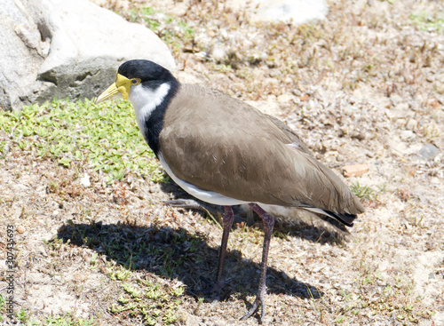 The masked lapwing (Vanellus miles), also known as the masked plover. Sydney, Australia. photo