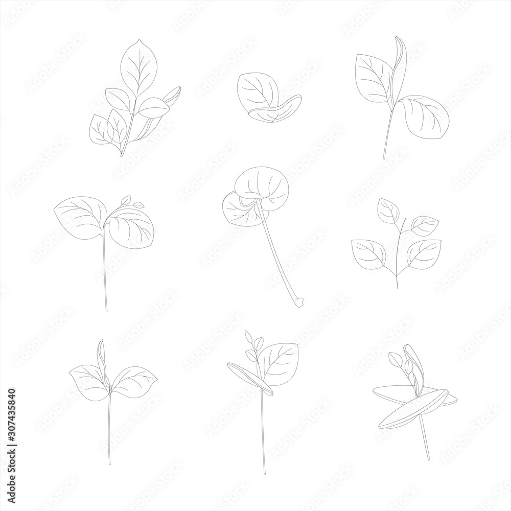 Leaves drawing on white background