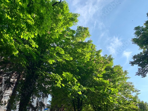 green trees and blue sky