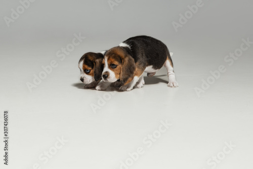 Beagle tricolor puppies are posing. Cute white-braun-black doggies or pets playing on white background. Look attented and playful. Studio photoshot. Concept of motion, movement, action. Negative space