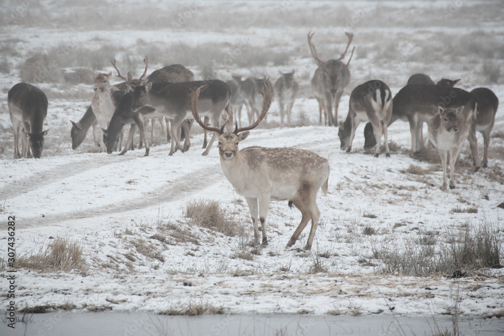 Herd of fallow deer (Dama dama) walking around and grazing in misty winter day Herd of fallow deer (Dama dama) walking around and grazing in misty winter day