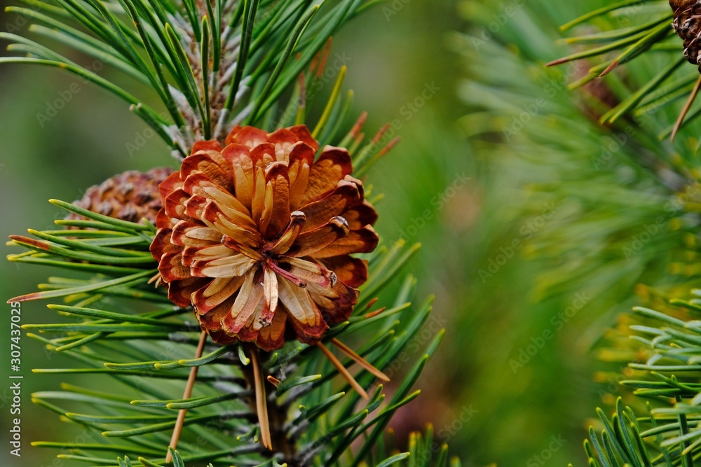 Pine cone on green pine tree with blurred pine tree background.