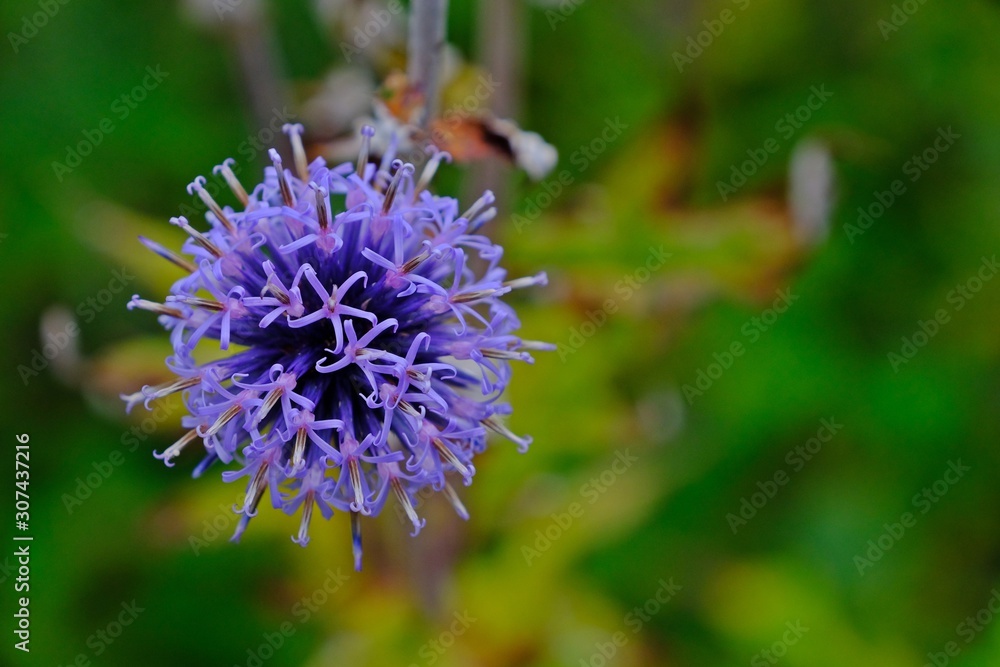 Beautiful blooming Echinops (Thistle-blue) blue ball flower with blurred background. Beautiful blooming Echinops (Thistle-blue) blue ball flower with blurred background.