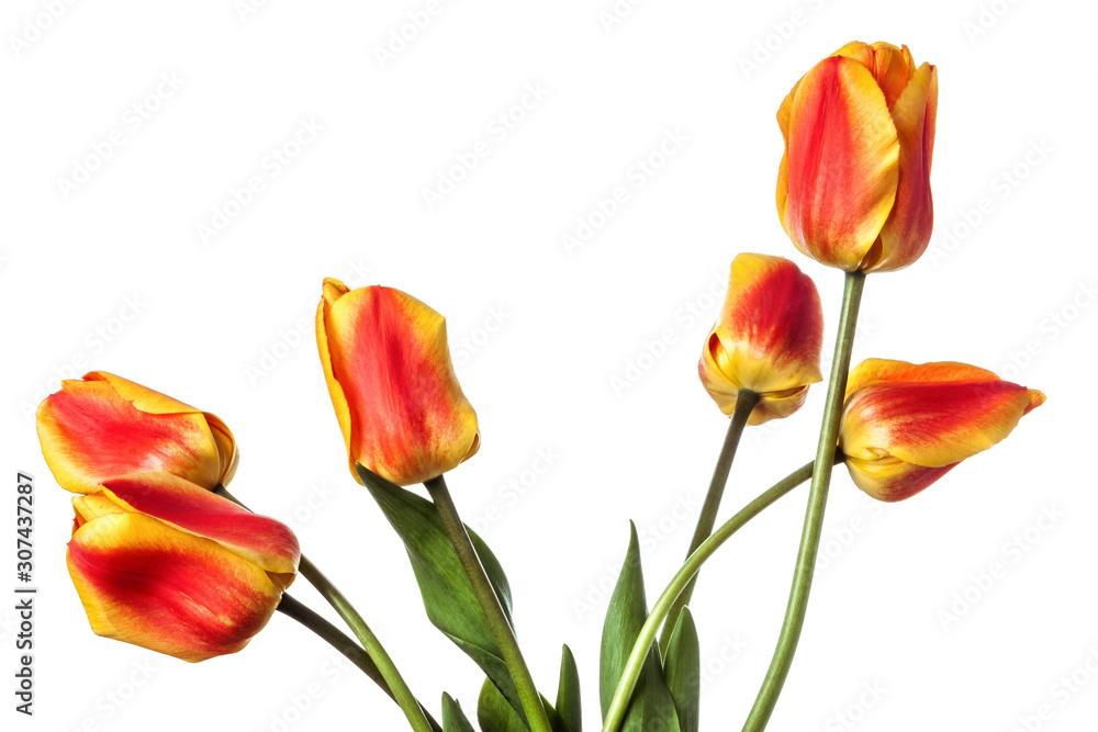 Red-yellow tulip flowers isolated on a white background Red-yellow tulip flowers isolated on a white background
