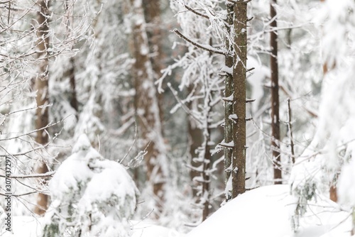 snow conifer tree isolated